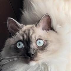 猫ちゃん好き仲間募集してます(ΦωΦ)