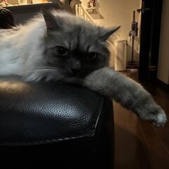 猫ちゃん好き仲間募集してます(ΦωΦ) - メンバー募集
