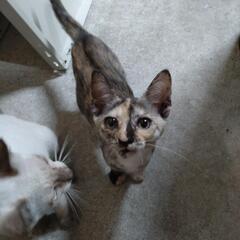 【更新】子猫