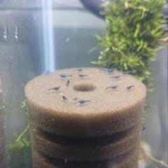 青い淡水エビ　ブルーベルベットシュリンプ7匹　稚エビの画像