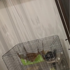 チンチラゲージセット