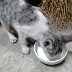 【更新】子猫(サバ)