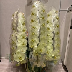 【無料】胡蝶蘭さしあげますの画像