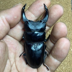 久留米産オオクワガタ(マツノ)