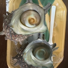 サザエ状況、早く食べたい