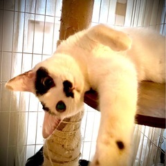 ななちゃん♀お鼻の柄が可愛らしい子です - 猫
