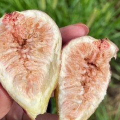 いちじく 無農薬 果実 果物の画像
