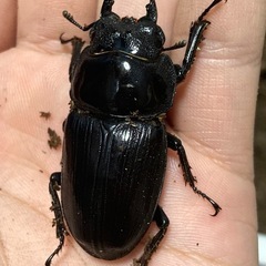 久留米産オオクワガタ48ミリ♀単品