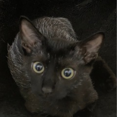18.里親募集！大切にしてくれる方のみ − 愛知県