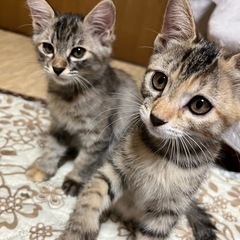 里親募集中です