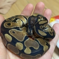 生き物好きな方 - 新宿区