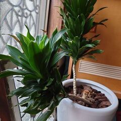 ドラセナ·デメレンシス　コンパクタ？の画像