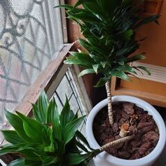 ドラセナ·デメレンシス　コンパクタ？の画像