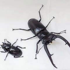 マンディブラリスフタマタ その他の中古が安い！激安で譲ります