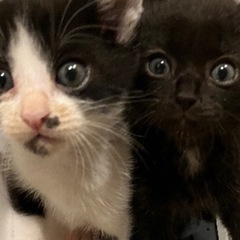 生後2ヶ月の兄弟