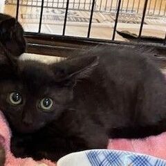 黒猫3か月雄