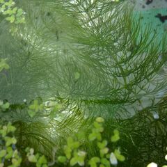 ホテイアオイ・浮き草・水草