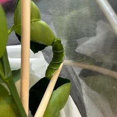 アゲハの卵や幼虫