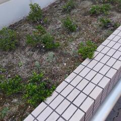 9/2月曜日 除草草抜き作業