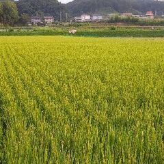 米🍚不足不作なのかな？