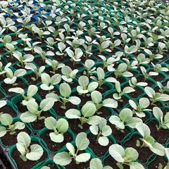 無農薬　秋冬野菜苗