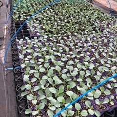 無農薬　秋冬野菜苗の画像