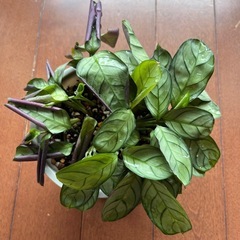 マランタ アマグリス 10センチ鉢 観葉植物 カラテア