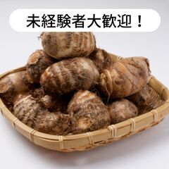 愛媛県松山市津吉で栗の皮剥き作業等のお仕事！【単発/短期求人】