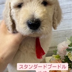 大募集　飼い主様募集中　子犬各種