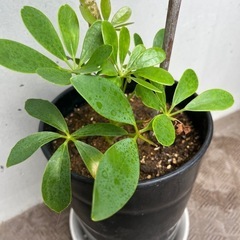 【観葉植物】カポック(シェフレラ)5号鉢の画像