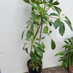 【観葉植物】カポック(シェフレラ)5号鉢