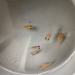 メダカ【パンダ出目ダルマ】　②ペア