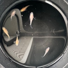 メダカ【パンダ出目ダルマ】　②ペアの画像