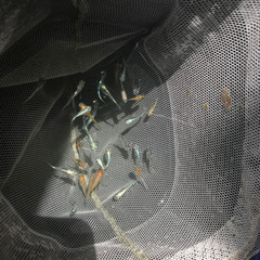 笑ちゃんダルマ半ダルマメダカの画像