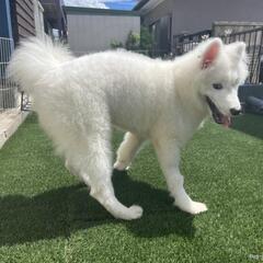 サモエド　とても甘えたな子 - 名古屋市
