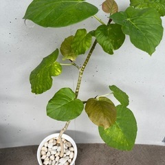 【観葉植物】フィカス・ウンベラータ6号鉢(プラ)