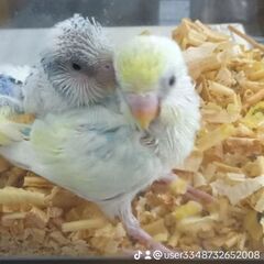 ホワイト型手乗りセキセイインコ