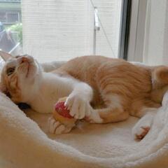 チャオくん🍀4ヶ月 - 猫