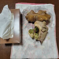 ウミキノコとスターポリプの画像