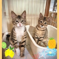 おしゃれなシマシマ大くん夢ちゃん兄妹4ヶ月