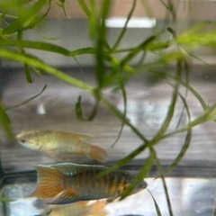 闘魚 中 小 大 特大🙌の画像