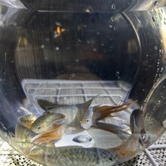 闘魚 中 小 大 特大🙌の画像