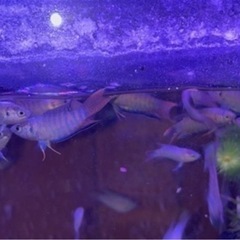 闘魚 中 小 大 特大🙌の画像