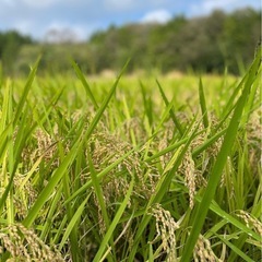 新米2024年産！広島県産コシヒカリ5kgをお得に販売 - 雑味...