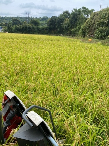 新米！！ 令和6年産　静岡生まれ　極早生品種　なつしずか！ 玄米３０kg