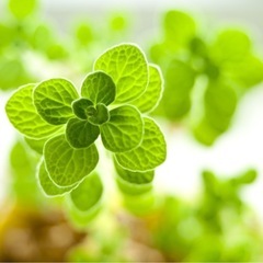 🍀🍀🍀グルチャ新メンバー募集中🍀🍀🍀