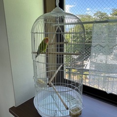コザクラインコ