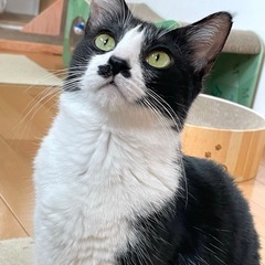 お髭はあるけれどレディ💓アメリ姫💓