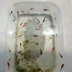 メダカ40匹すべて🐟🧜‍♀️の画像