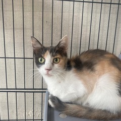 （決まりました）ベタ慣れ三毛猫